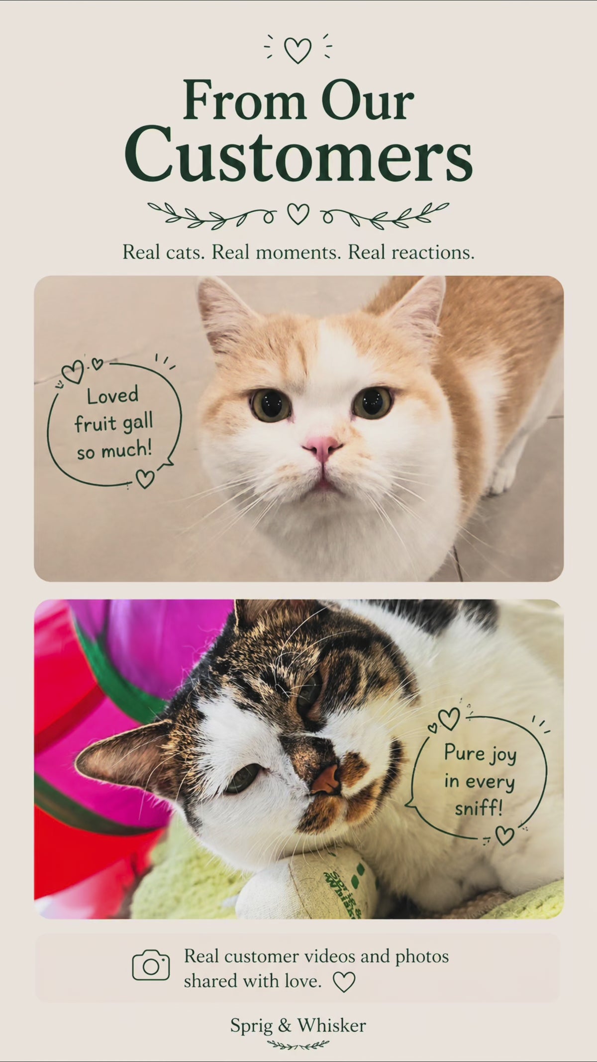 Dried Silvervine Gall Fruit (Matatabi) for Cats